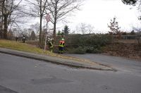 02_2010_Baum_auf_Strasse 04
